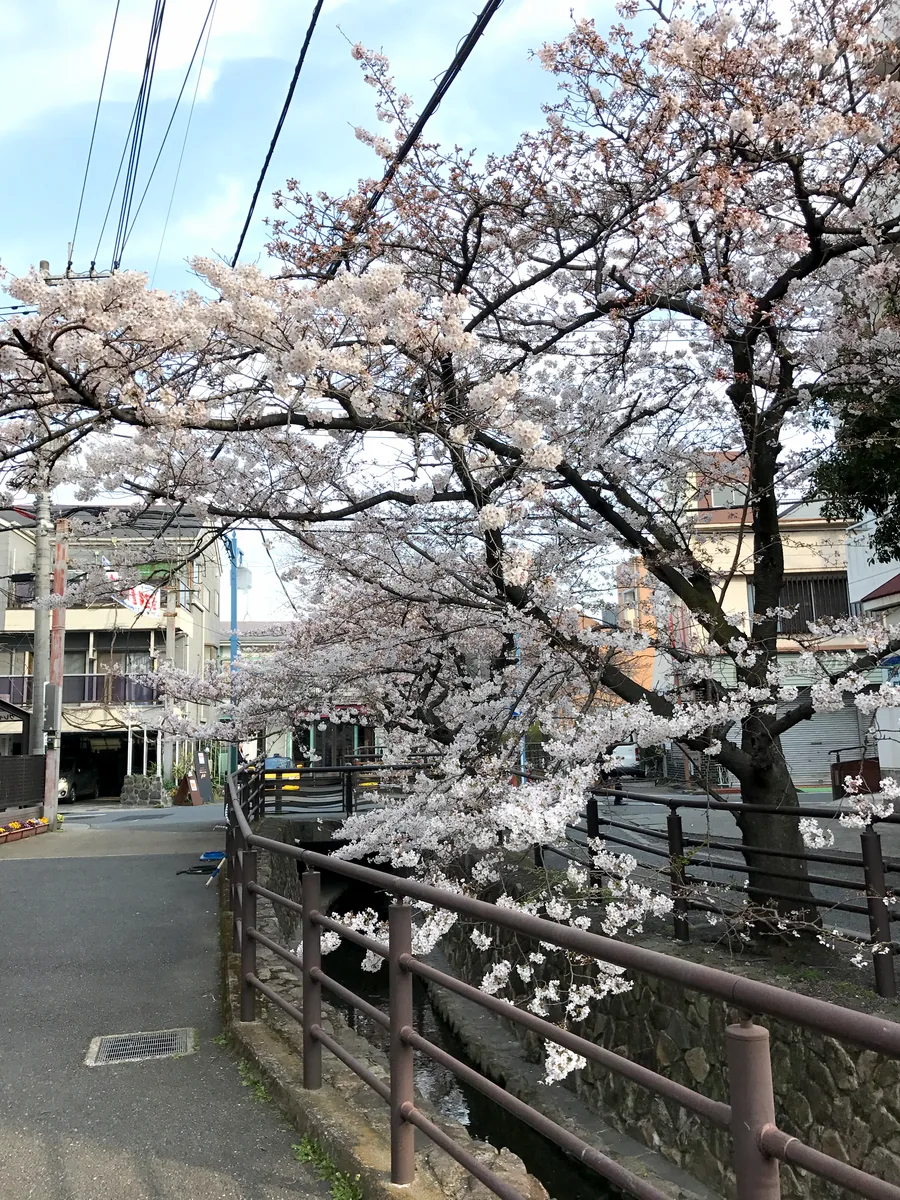 今井南町の桜並木